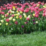 Pink and Yellow Tulip Bed