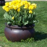 Yellow Tulips in a lovely Pot