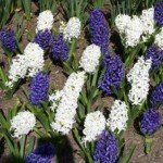 White and Purple Hyacinths