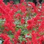 Red Salvia Plant