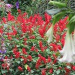 Red Salvia Plants