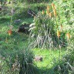 Red Hot Poker Flower in the wild