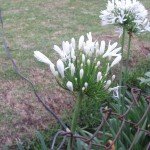 White Agapanthus Flowers