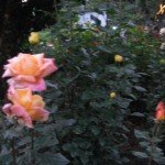 Kodai Roses