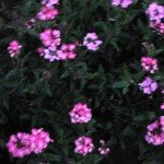Verbena Flowers