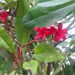 Red Frangipani Flower