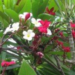 White & Red Frangipani Flower