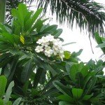 White Frangipani (or) White Plumeria