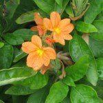 Orange Crossandra Flowers