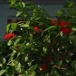 Red Ixora coccinea Plant