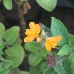 Yellow Crossandra Flowers