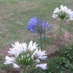 White and Blue Agapanthus Flowers