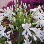 Closeup view of White Agapanthus Flowers