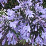 Purple Agapanthus Flowers