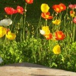 Colorful Poppy Flowers