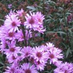 Aster amellus Flowers