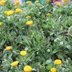 Calendula Plants