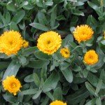 Yellow Calendula Flowers