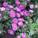 China Aster Flowers