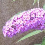 Butterfly Bush in close up
