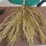 Coconut Fiber for Roots