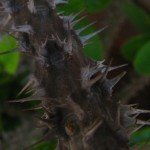Euphorbia Milii - Crown of Thorns