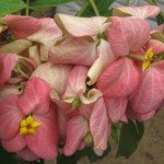 Mussaenda Pale Pink Bloom