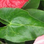 Anthurium Leaf
