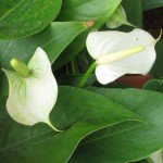 Anthurium White