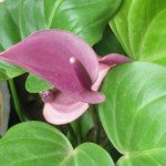 Anthurium Lilac