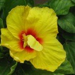 Hibiscus Yellow