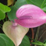 Anthurium Lilac