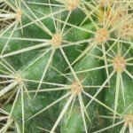 Golden Barrel Cactus - Areoles