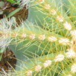 Parodia magnifica (Ball Cactus) - Areoles