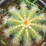 Parodia magnifica (Ball Cactus)