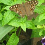 Butterfly on a Torenia Plant