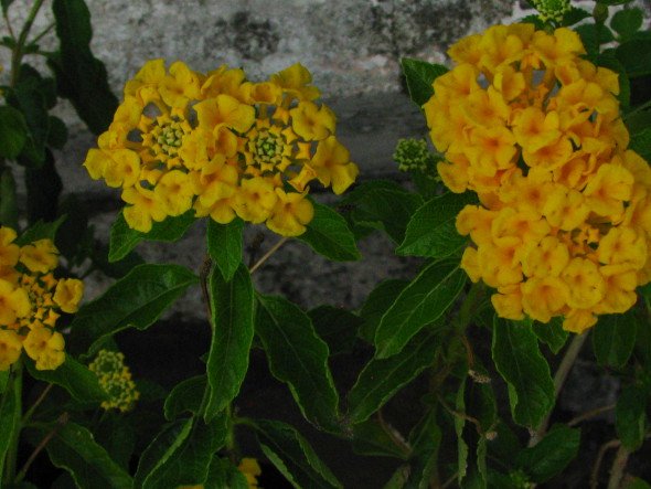 Twin Flower Clusters