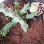 Orbea variegata flower begin to open